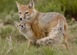 Vixen A Female Fox