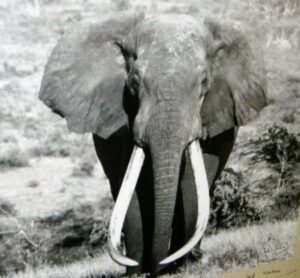 Ahmad The Elephant