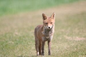 Vixen A Female Fox