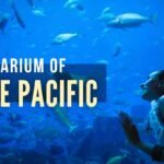Aquarium Of The Pacific Association 2024