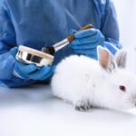 The best alternatives to animal testing within the beauty and anti-aging industry