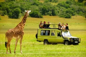 Wildlife Activities Exploration In Tourism